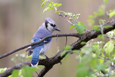 Blue Jay