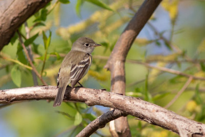 Least Flycatcher