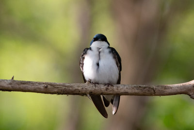 Tree Swallow