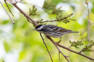 Blackpoll Warbler