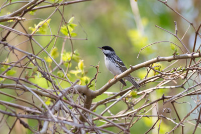 Blackpoll Warbler