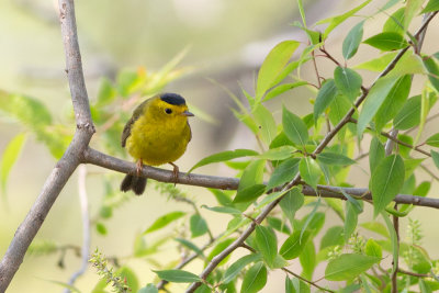 Wilson's Warbler