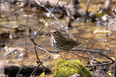 Ovenbird