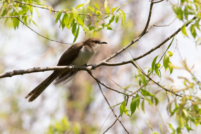 Black-billed Cuckoo