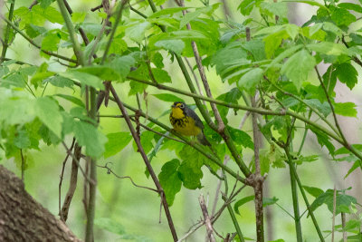 Canada Warbler