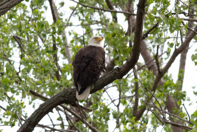 Bald Eagle