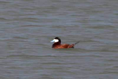 Ruddy Duck