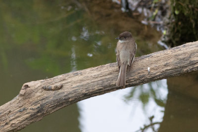 Eastern Phoebe