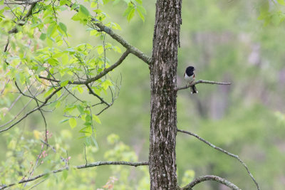 Eastern Towhee