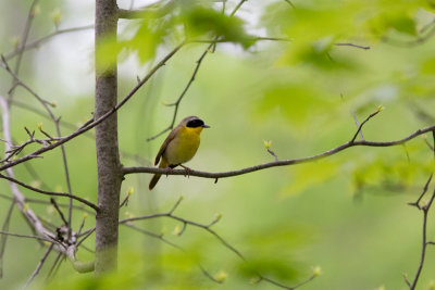 Common Yellowthroat