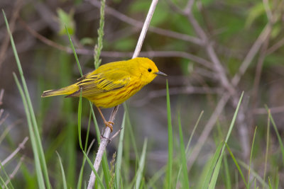 Yellow Warbler