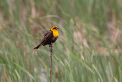 Yellow-headed Blackbird