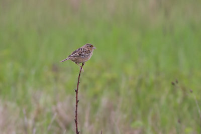 Grasshopper Sparrow