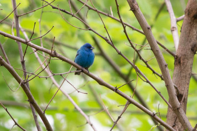 Indigo Bunting