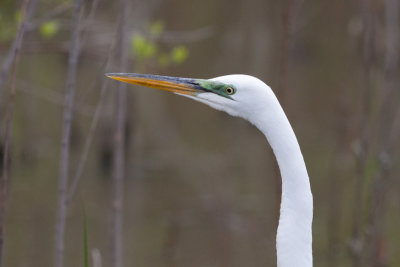 Great Egret