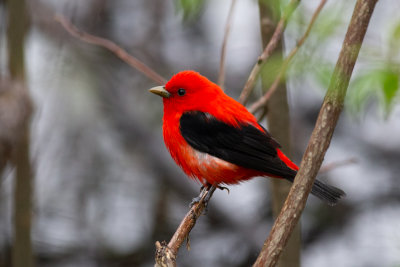 Scarlet Tanager