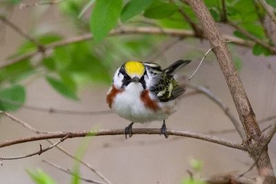 Chestnut-sided Warbler