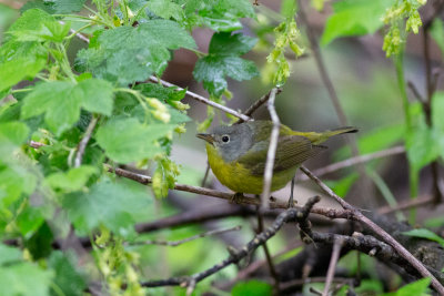 Nashville Warbler