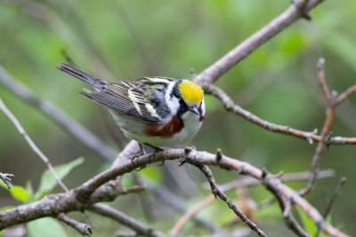 Chestnut-sided Warbler