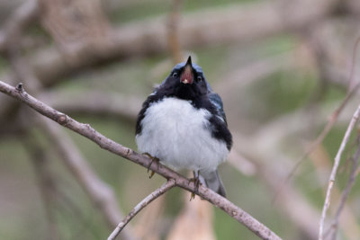 Black-throated Blue Warbler