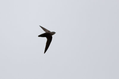 Chimney Swift