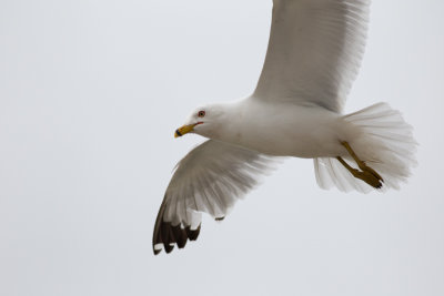 Ring-billed Gull