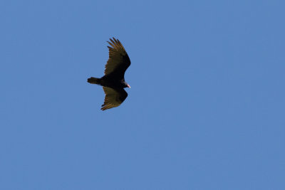 Turkey Vulture