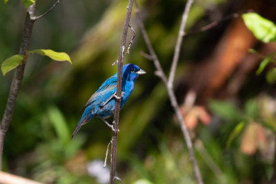 Indigo Bunting