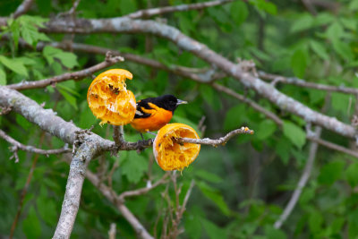 Baltimore Oriole