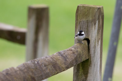 Black-capped Chickadee