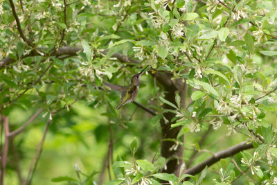 Ruby-throated Hummingbird