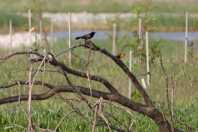 Yellow-headed Blackbird (with Common Grackle)