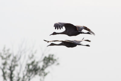 Sandhill Crane