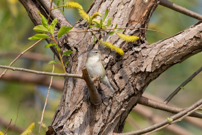 Tennessee Warbler