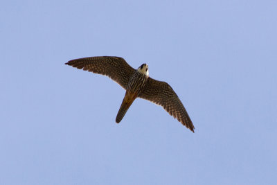 Eurasian Hobby - Lrkfalk