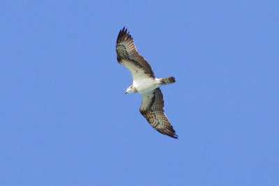 Osprey - Fiskgjuse