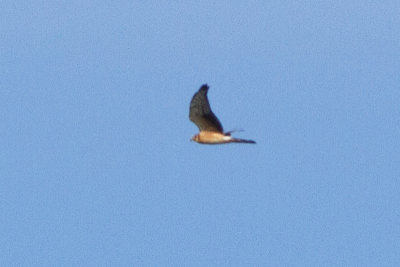 Pallid Harrier - Stäpphök
