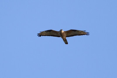 European Honey Buzzard - Bivrk