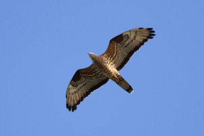 European Honey Buzzard - Bivrk