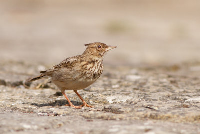 Crested Lark - Tofslärka