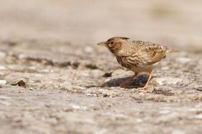 Crested Lark - Tofslrka