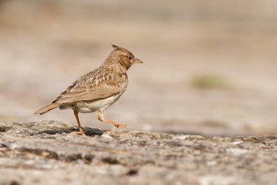 Crested Lark - Tofslrka