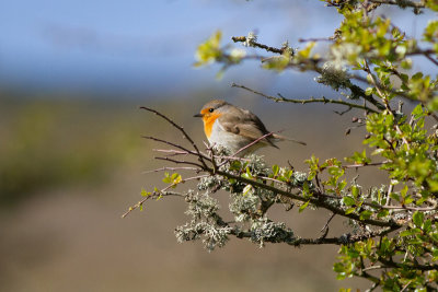 European Robin - Rdhake