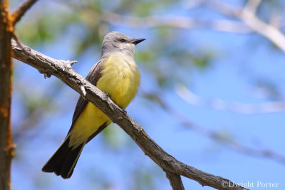 Western Kingbird