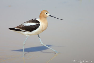 American Avocet