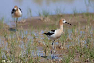 American Avocets