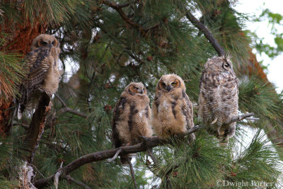 Great Horned Owls