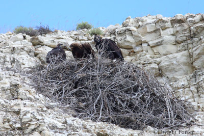 Golden Eagles