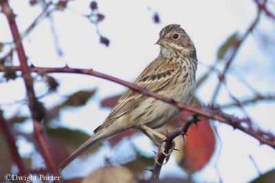 Vesper Sparrow