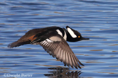 Hooded Merganser